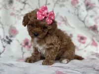 Charlotte , a female Cavapoo and Poodle - Miniature  for sale in Davenport, FL – Photo 6 of 6