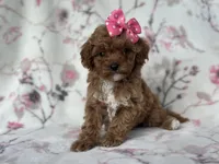 Charlotte , a female Cavapoo and Poodle - Miniature  for sale in Davenport, FL – Photo 3 of 6