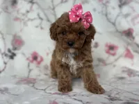 Charlotte , a female Cavapoo and Poodle - Miniature  for sale in Davenport, FL – Photo 2 of 6