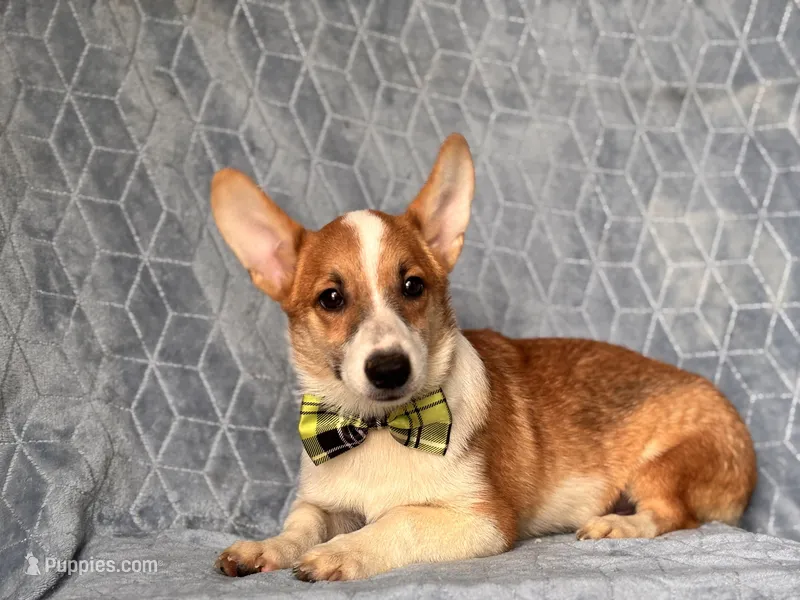 Jax -price reduced – Pembroke Welsh Corgi puppy for sale in Davenport, FL