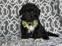 Socks , a male Poodle - Miniature  and Havapoo for sale in Davenport, FL – 7 of 10