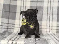 Camo, a male French Bulldog and American Pit Bull Terrier for sale in Davenport, FL – 9 of 9