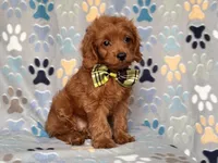Hiccup, a male Cavapoo and Poodle - Miniature  for sale in Davenport, FL – 8 of 10