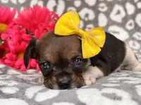Beauty, a female French Bulldog and Cockapoo for sale in Davenport, FL – 6 of 10