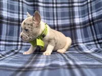 Charlie, a male French Bulldog and American Pit Bull Terrier for sale in Davenport, FL – 2 of 10