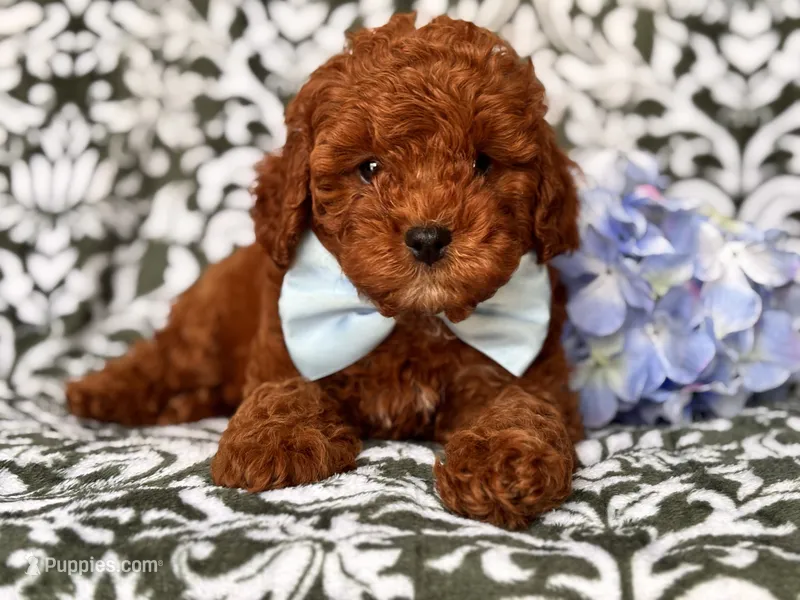 Joe – Cavapoo, Poodle - Toy  puppy for sale in Davenport, FL