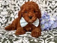 Joe, a male Cavapoo and Poodle - Toy  for sale in Davenport, FL – 1 of 10