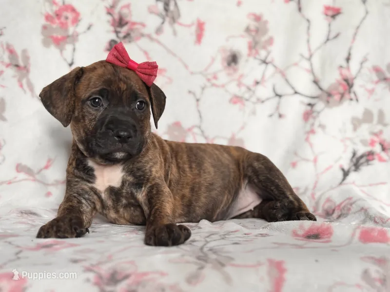 Opossum  – American Pit Bull Terrier, Cane Corso puppy for sale in Davenport, FL