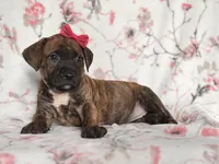 Opossum , a female American Pit Bull Terrier and Cane Corso for sale in Davenport, FL – 1 of 10