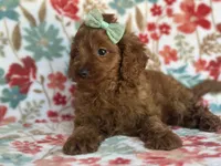 Delilah, a female Cavapoo and Poodle - Miniature  for sale in Davenport, FL – 3 of 8
