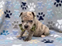 Tigger, a male French Bulldog and American Pit Bull Terrier for sale in Davenport, FL – 10 of 10