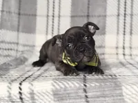 Camo, a male French Bulldog and American Pit Bull Terrier for sale in Davenport, FL – 4 of 9