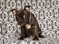 Camo-price reduced, a male French Bulldog and American Pit Bull Terrier for sale in Davenport, FL – 4 of 10