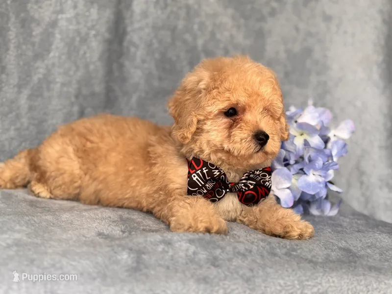 Danny – Poodle - Toy , Poodle - Miniature  puppy for sale in Davenport, FL