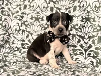 Radio , a male American Pit Bull Terrier and Cane Corso for sale in Davenport, FL – 7 of 9