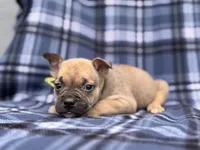 Scout, a male French Bulldog and American Pit Bull Terrier for sale in Davenport, FL – 10 of 10
