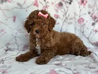 Mini-sale, a female Cavapoo and Poodle - Miniature  for sale in Davenport, FL – 2 of 8