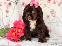 Diamond, a female Cocker Spaniel for sale in Davenport, FL – 4 of 10