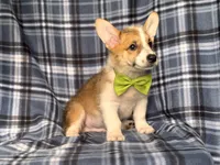Jax , a male Pembroke Welsh Corgi for sale in Davenport, FL – 5 of 10