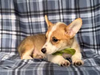 Jax , a male Pembroke Welsh Corgi for sale in Davenport, FL – 3 of 10
