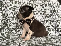 Radio , a male American Pit Bull Terrier and Cane Corso for sale in Davenport, FL – 5 of 9