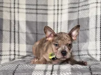 Tigger, a male French Bulldog and American Pit Bull Terrier for sale in Davenport, FL – 2 of 10