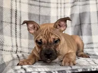 Scout-price reduced , a male French Bulldog and American Pit Bull Terrier for sale in Davenport, FL – 10 of 10