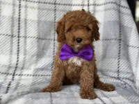 Brice, a male Cockapoo and Poodle - Toy  for sale in Davenport, FL – 10 of 10