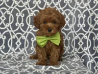 Jimmy, a male Cavapoo for sale in Davenport, FL – Photo 7 of 10