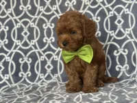 Jimmy, a male Cavapoo for sale in Davenport, FL – Photo 10 of 10