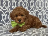 Jimmy, a male Cavapoo for sale in Davenport, FL – Photo 4 of 10