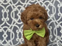 Jimmy, a male Cavapoo for sale in Davenport, FL – Photo 2 of 10