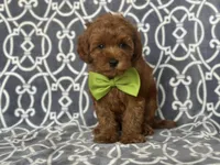 Jimmy, a male Cavapoo for sale in Davenport, FL – Photo 1 of 10