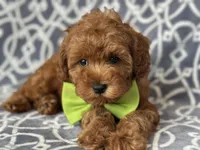 Jimmy, a male Cavapoo for sale in Davenport, FL – Photo 8 of 10