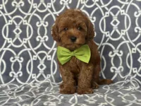 Jimmy, a male Cavapoo for sale in Davenport, FL – Photo 6 of 10