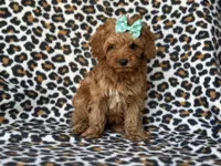 Baby, a female Cockapoo and Poodle - Toy  for sale in Davenport, FL – 9 of 10