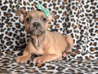 Stella, a female French Bulldog and American Pit Bull Terrier for sale in Davenport, FL – 6 of 10