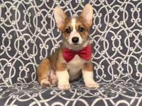 Max, a male Pembroke Welsh Corgi for sale in Davenport, FL – 6 of 10