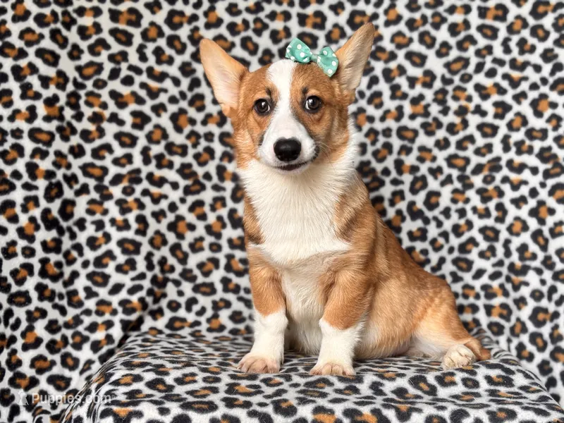 Hope-price reduced  – Pembroke Welsh Corgi puppy for sale in Davenport, FL