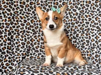 Hope-price reduced , a female Pembroke Welsh Corgi for sale in Davenport, FL – 1 of 9