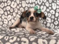 Quinn cookie, a female French Bulldog and Cockapoo for sale in Davenport, FL – 4 of 8