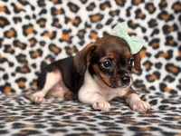 Beauty, a female French Bulldog and Cockapoo for sale in Davenport, FL – 8 of 10