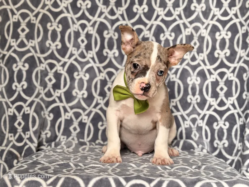 Charlie – French Bulldog, American Pit Bull Terrier puppy for sale in Davenport, FL
