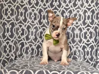 Charlie, a male French Bulldog and American Pit Bull Terrier for sale in Davenport, FL – 1 of 9