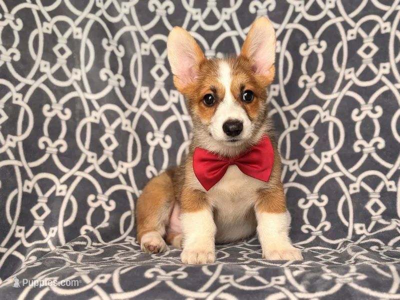 Max – Pembroke Welsh Corgi puppy for sale in Davenport, FL