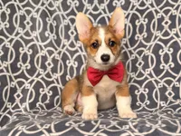 Max, a male Pembroke Welsh Corgi for sale in Davenport, FL – 1 of 10