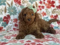 Delilah, a female Cavapoo and Poodle - Miniature  for sale in Davenport, FL – 2 of 8