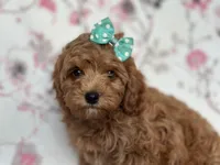 Joy, a female Cavapoo and Poodle - Miniature  for sale in Davenport, FL – 10 of 10