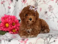 Rosie, a female Poodle - Miniature  for sale in Davenport, FL – 2 of 10