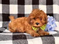 Wyatt, a male Cavapoo and Poodle - Toy  for sale in Davenport, FL – 2 of 8